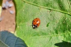 Coccinella