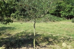 olivella