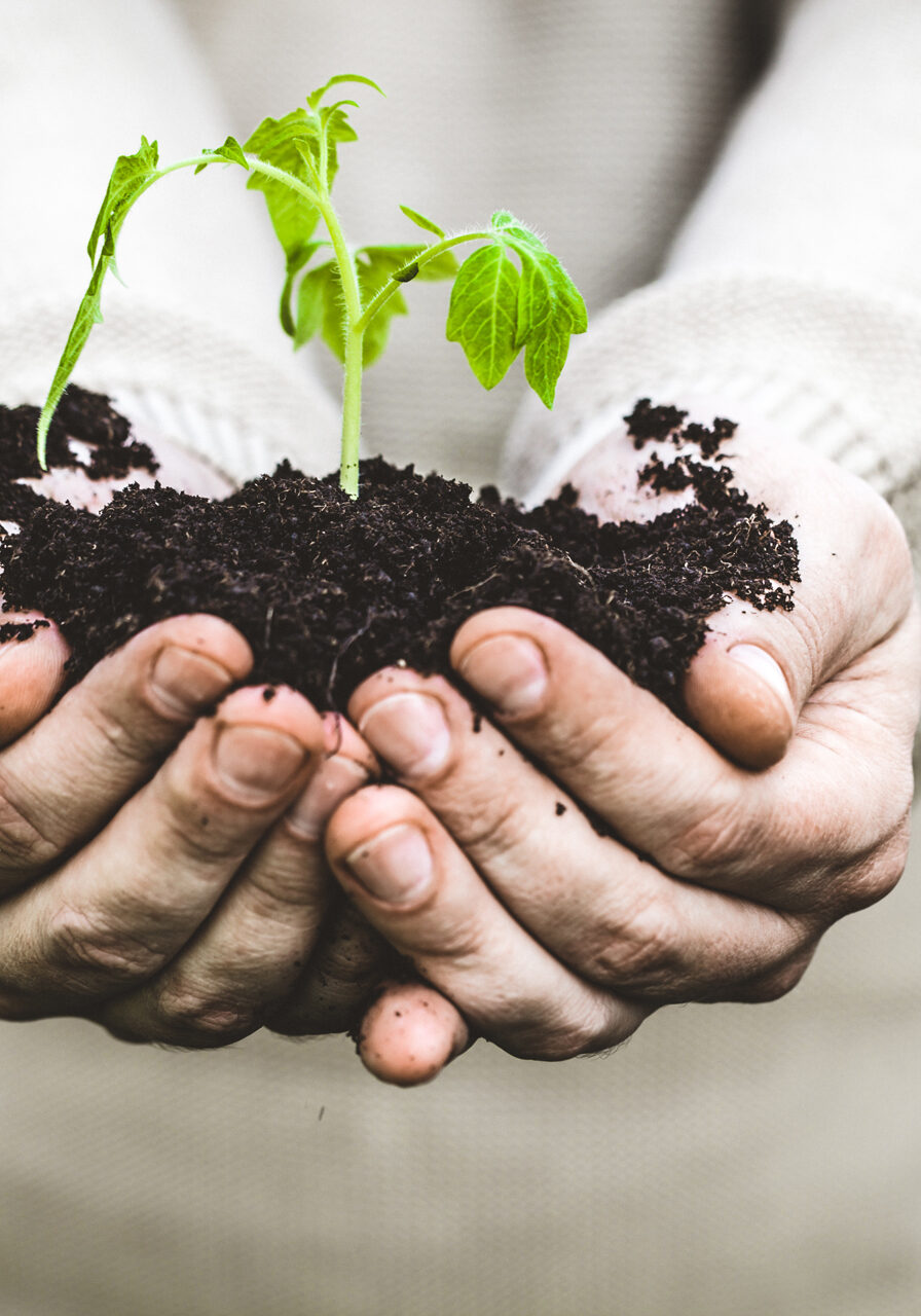 Gardener with vegetable seedling. Spring garden. Plant seedling in farmers hands.